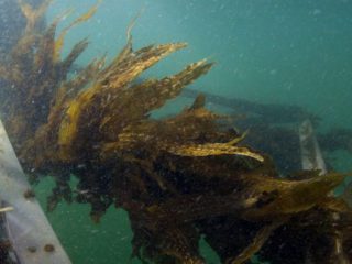 Seaweed in a healthy farmhouse